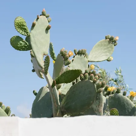 Le Casette Di Alice בית נופש